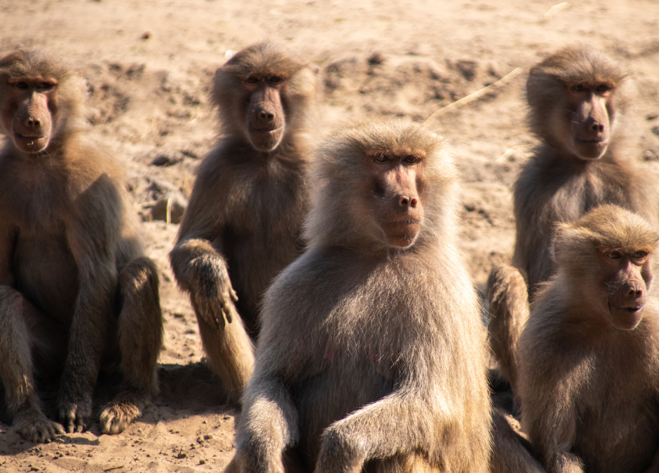 Wonderful Nomenclature: A Congress of Baboons